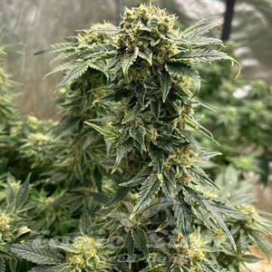 Cherry Pie - 2