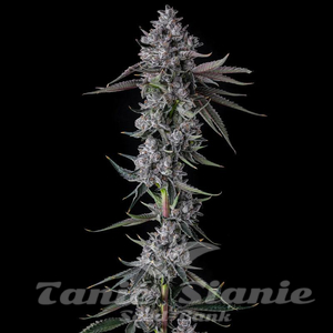 Chrome Dome - COMPOUND GENETICS - 1