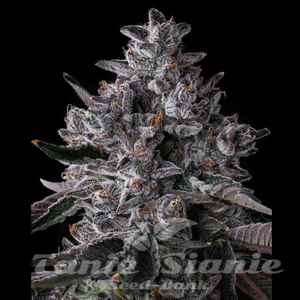 Chrome Dome - COMPOUND GENETICS - 3