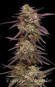 COB Salad - HUMBOLDT SEEDS COMPANY - 1