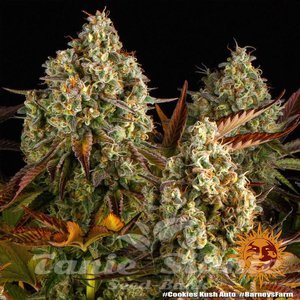 Cookies Kush Auto - BARNEY'S FARM - 3
