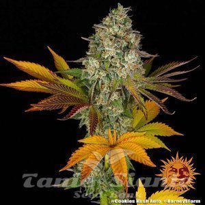 Cookies Kush Auto - BARNEY'S FARM - 6