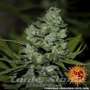 Cookies Kush - BARNEY’S FARM - 6