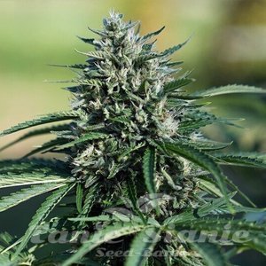 Cookies XL Auto - 1