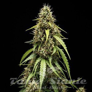 Corkscrew Auto - ROYAL QUEEN SEEDS X TYSON 2.0 - 4