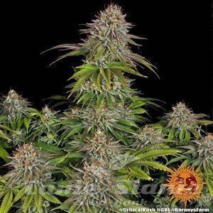 Critical Kush - BARNEY’S FARM - 6