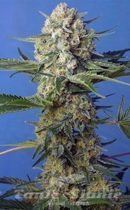 Crystal Candy F1 Fast Version - SWEET SEEDS - 1
