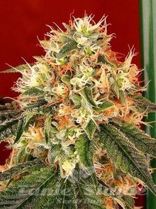 Dead Head OG - THE CALI CONNECTION - 2