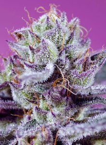 Diablo’s Delight XL Auto - SWEET SEEDS - 1