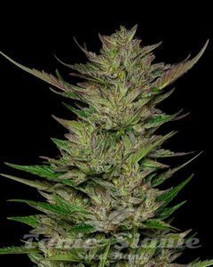 Don Carlos - HUMBOLDT SEED COMPANY - 2