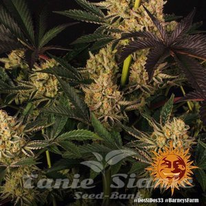 Dos Si Dos 33 - BARNEY'S FARM - 4
