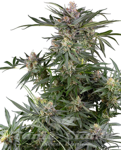 Dosimosa - SENSI SEEDS - 1
