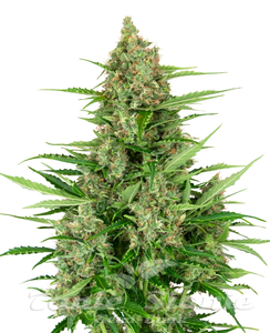 Double Kush Cake Auto - SENSI SEEDS - 1