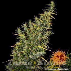 Dr Grinspoon - BARNEY’S FARM - 3