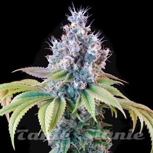 Dynamite Diesel - ROYAL QUEEN SEEDS X TYSON 2.0 - 3