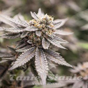Dynamite Diesel - ROYAL QUEEN SEEDS X TYSON 2.0 - 4