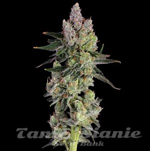 Equilibrium - HAPPY VALLEY GENETICS - 1