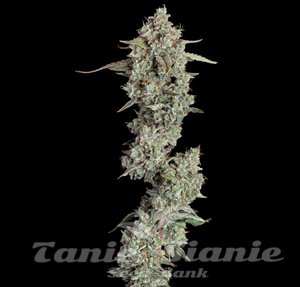 Everglades OG Auto - HAPPY VALLEY GENETICS - 1