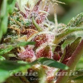 Red Purps - FEMALE SEEDS - 2