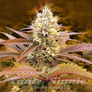 Forbidden Fruit - 1