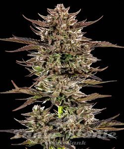 Frosted Zinn x 3 Bears OG Auto - BARNEY'S FARM - 2