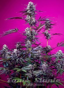 Fruity & Delicious Mix - SWEET SEEDS - 4