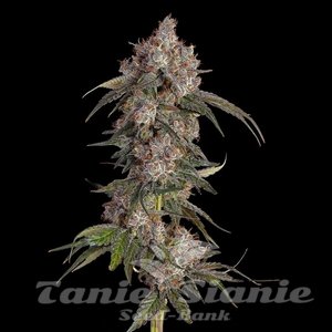 Game Over - HAPPY VALLEY GENETICS - 1