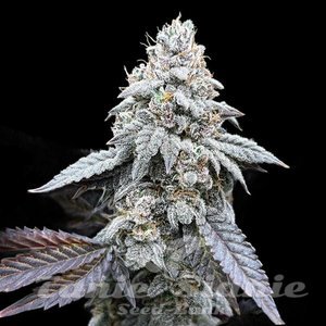 Garlic Budder Auto - 1