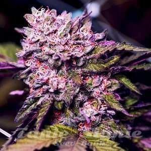 Gelato - 1