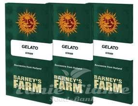 Gelato - BARNEY'S FARM - 8