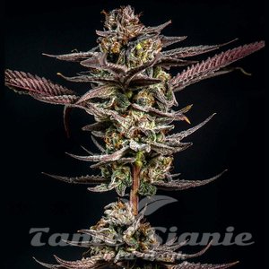 Gelato Kiss - ELEV8 SEEDS - 2