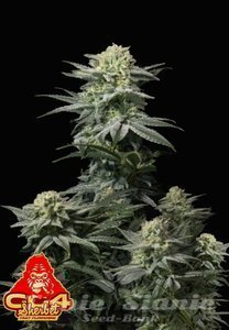 GG4 Sherbet FAST - FASTBUDS - 2
