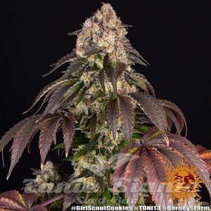 Girl Scout Cookies - BARNEY'S FARM - 3