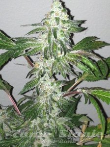 Girl Scout Cookies - THE CALI CONNECTION - 2