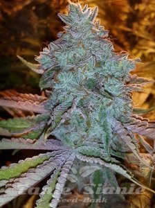 Girl Scout Cookies - THE CALI CONNECTION - 1