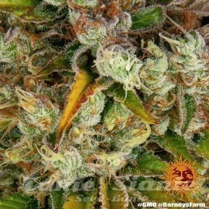 GMO - BARNEY'S FARM - 5