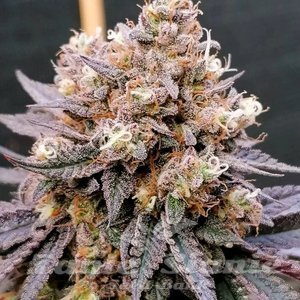 GMO FAST - DUTCH PASSION - 2