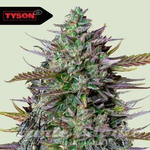 GOAT'lato Auto - ROYAL QUEEN SEEDS X TYSON 2.0 - 1