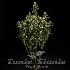 GOAT'lato Auto - ROYAL QUEEN SEEDS X TYSON 2.0 - 3