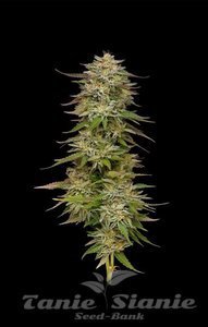 Golden Sands - HUMBOLDT SEEDS COMPANY - 1