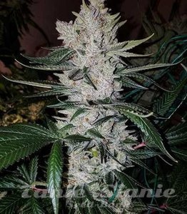Gorilla Glue - 1