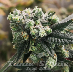 Gorilla Punch Auto - PHILOSOPHER SEEDS - 2