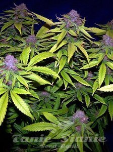 Grape Kush - THE CALI CONNECTION - 1