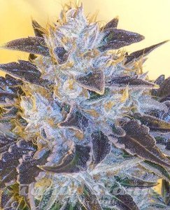 Grape OG - THE CALI CONNECTION - 2