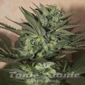 Great White Shark Auto - 1