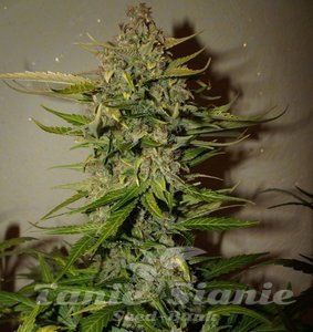 Green Crack - 1