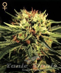 The Doctor - GREEN HOUSE SEEDS - 1