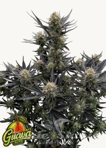 Guava Auto RF3 - FASTBUDS - 1