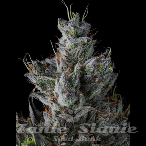 GuwopGreen - COMPOUND GENETICS - 2