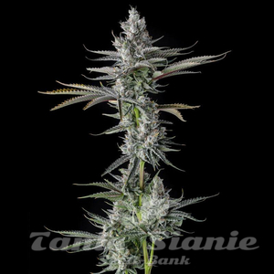 GuwopGreen - COMPOUND GENETICS - 1
